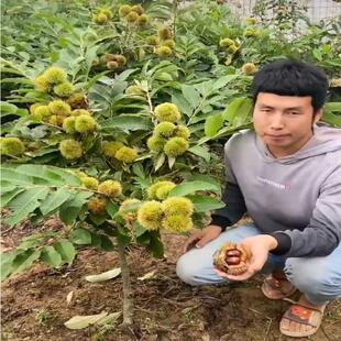 嫁接板栗树苗大红袍迁西板栗树苗南北方种植果树盆栽地栽当年结果