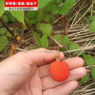 农村野外蓬蘽覆盆子苗树莓蔷薇莓野草莓悬钩子空心泡三月泡红刺梅