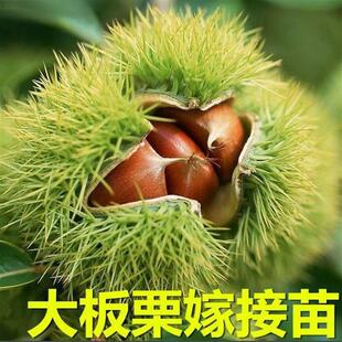 板栗果树苗木 大栗树苗栗子苗嫁接板栗苗盆栽地栽当年结果 80果农