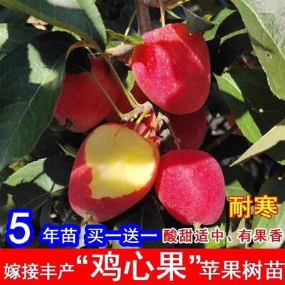 东北耐寒鸡心果苗南方北方四季种植鸡心果树苗盆栽地栽矮化苹果苗