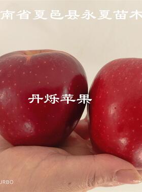 新西兰丹烁苹果苗PremA129苹果树苗Dazzle果树苗苹果苗