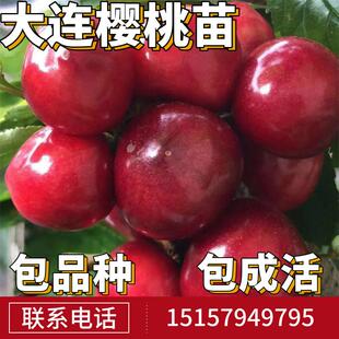 大连樱桃苗南北方庭院地栽车厘子树苗盆栽嫁接矮化樱桃树当年结果
