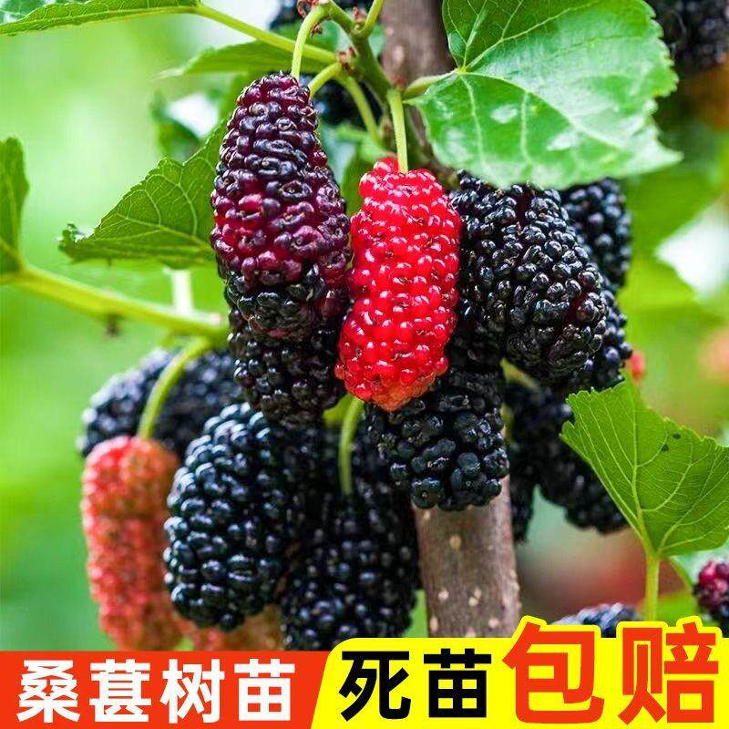 桑葚树苗四季桑葚子苗台湾大果长桑果苗养蚕果苗盆栽地栽南方种植