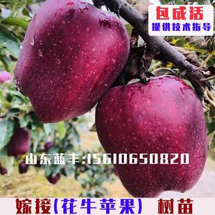 特大栽天水花牛苹果树苗嫁接美国蛇果苗苹果粉面苹果树盆栽地甘肃