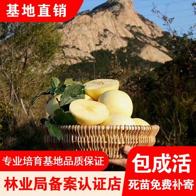 奶油富士苹果树嫁接果树苗盆栽地栽南北方种植东北培育耐寒苹果苗