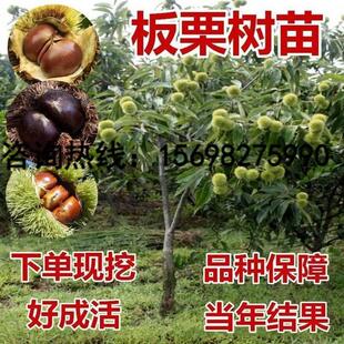 嫁接板栗树苗大红袍迁西板栗树苗南北方种植果树盆栽地栽当年结果