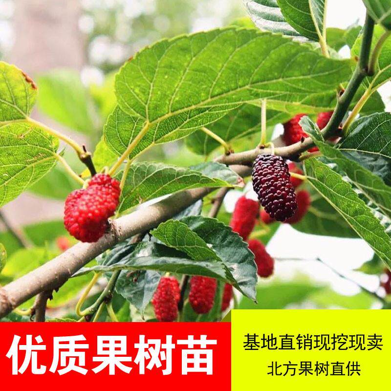 桑葚树苗无籽十大嫁接四季盆栽长果桑树苗南北方种植地栽当年结果