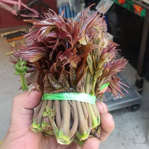 山东新鲜露天香椿芽头茬当季鲜嫩现摘现发春芽