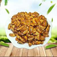 蠶蛹山東特產(chǎn)生鮮新貨
