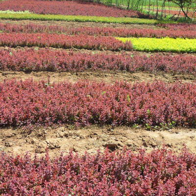 绿化工程苗木树苗庭院植物红叶小檗苗紫叶小檗花苗绿篱苗紫叶小檗