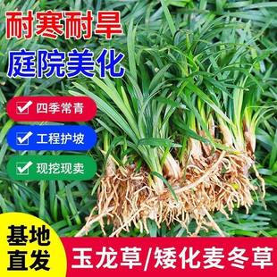 包活矮麦冬草苗日本玉龙草耐寒耐旱细叶麦冬别墅庭院园林绿化草坪
