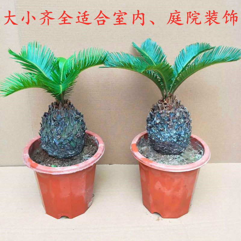 铁树盆栽室内小盆景办公室迷你绿桌面绿植