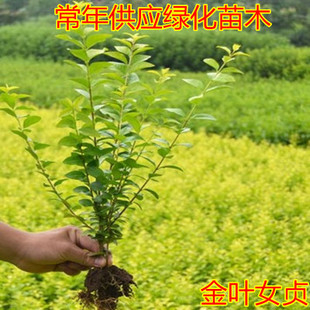 庭院树苗金叶女贞树苗女贞子树苗小叶女贞苗球金森女贞彩色绿化带