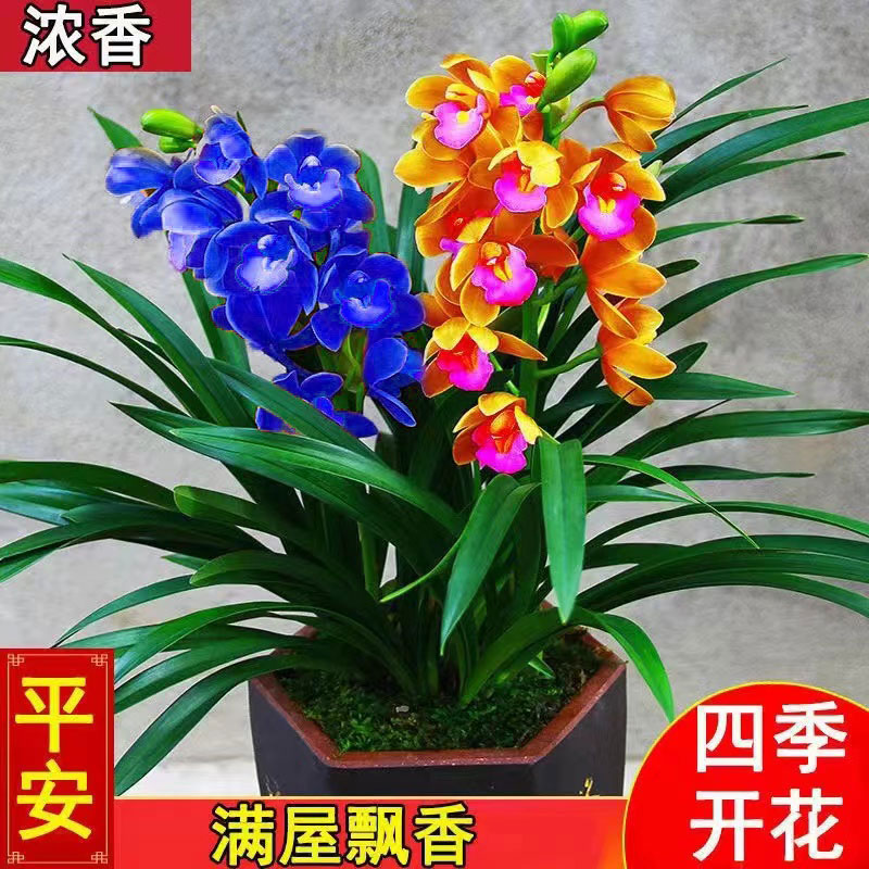 名贵蓝宝石 兰花苗建兰 盆栽四季浓香型大花室内阳台花卉室内绿植
