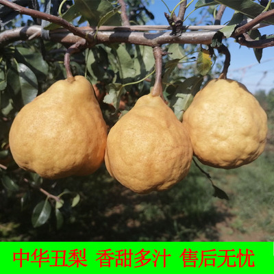 中华烟台新鲜包邮整箱丑梨