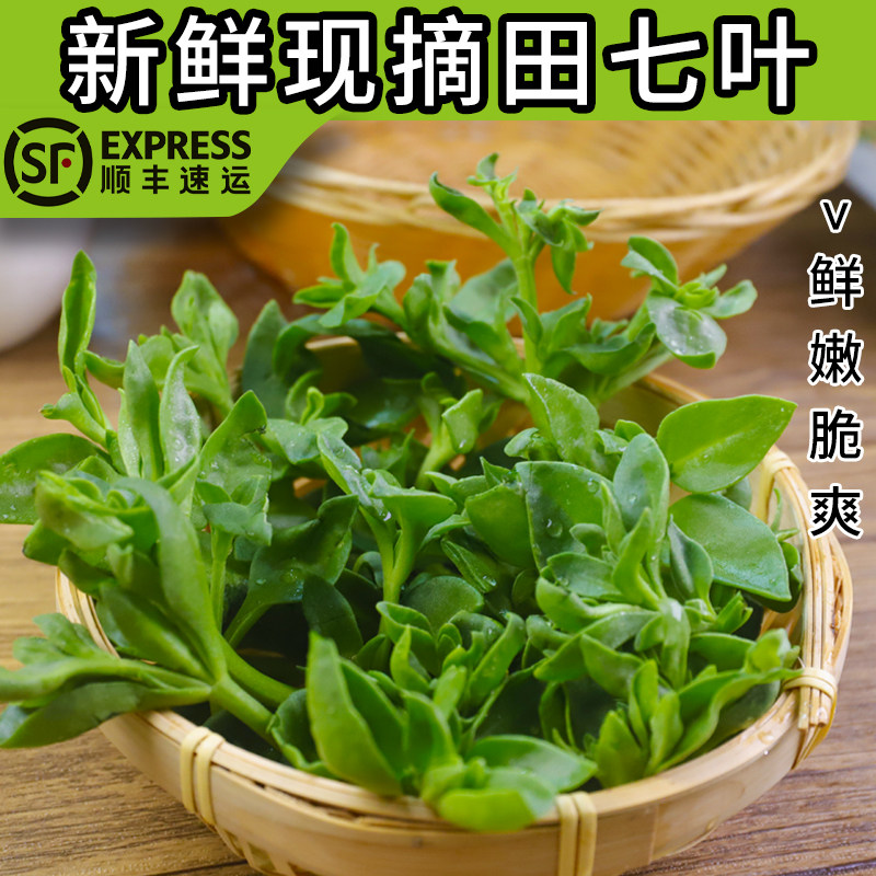 田七叶新鲜现摘蔬菜鲜嫩三七叶子穿心莲牡助农丹吊兰冰草苜蓿顺丰