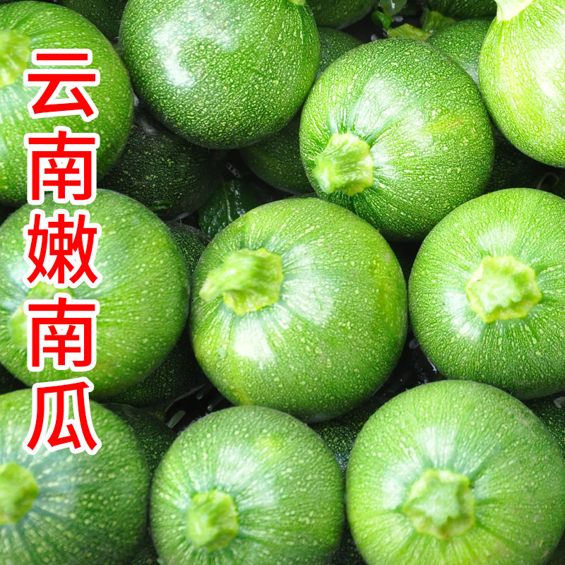 云南新鲜圆形西葫芦5斤当季农家蔬菜短蔓嫩南瓜倭瓜青瓜整箱包邮