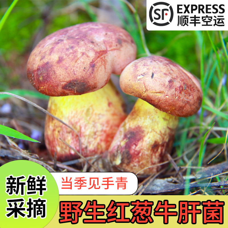 2025年新鲜云南野生红葱牛肝菌新鲜见手青当季食用菌子现采顺丰