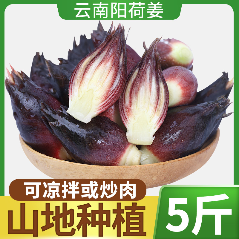 阳荷姜新鲜洋荷洋河蘘荷姜5斤现挖阳和姜蔬菜阳藿洋胡姜蔬菜包邮