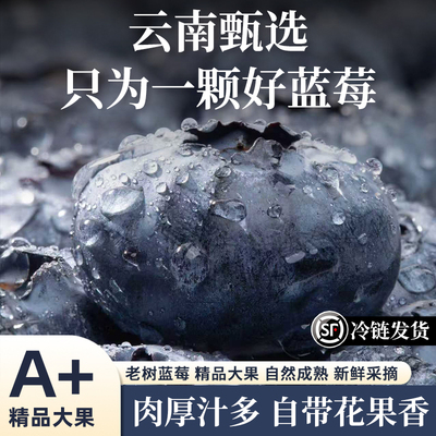 正宗云南花香蓝莓新鲜水果当季鲜果现摘特大果孕妇整箱顺丰包邮