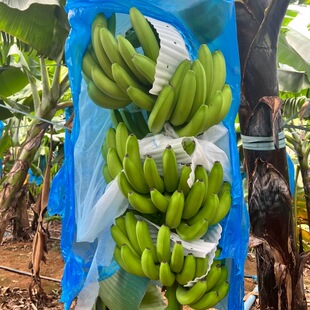 广西威廉斯香蕉精品5 9斤新鲜原生态大香蕉青蕉发货自然熟奶香足