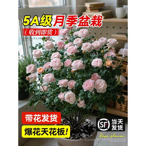 月季盆栽多头玫瑰特大苗带花果汁阳台室内好养阳台四季开花卉蔷薇