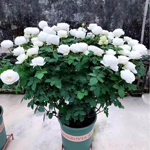 多季开大花浓香月季花苗伊芙婚礼之路纯白色玫瑰盆栽庭院观花植物