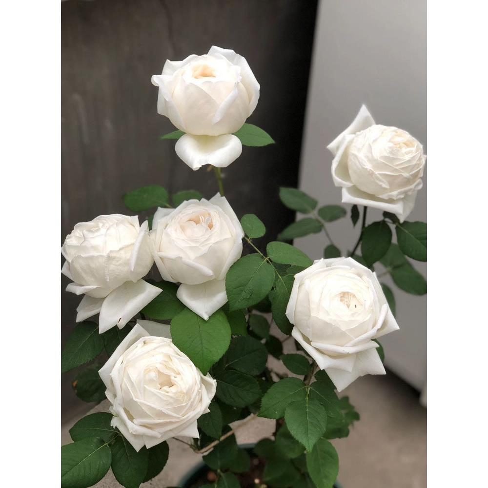 大花浓香月季花大苗伊芙婚礼之路白色玫瑰花盆栽阳台多季开花植物
