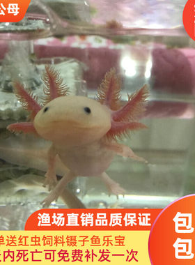 六角恐龙鱼淡冷水类宠物爬行蝾螈活体锦鲤观赏热带金斑马红虫两栖