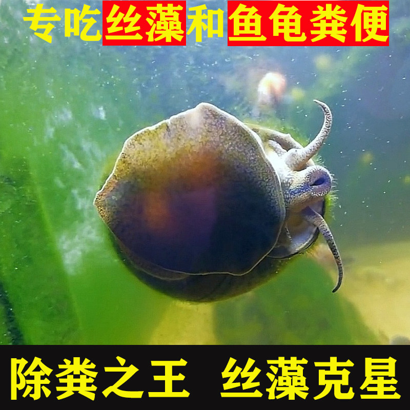 专吃鱼屎粪便观赏热带斗孔雀虾苗淡冷水族宠物活体清道夫清洁鱼缸