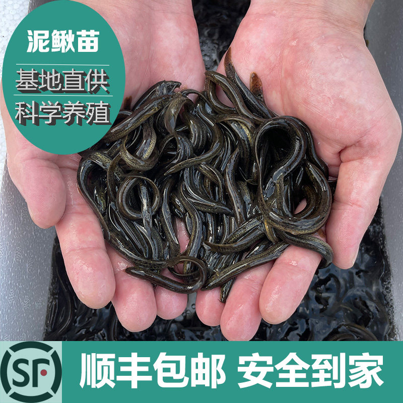 台湾泥鳅钓鱼苗本地青鳅金鳅鲜活筏钓鱼养殖淡水乌龟龙鱼宠物饲料,宠物/宠物食品及用品,鱼,淘宝优惠券,粉丝福利购,淘宝优惠卷