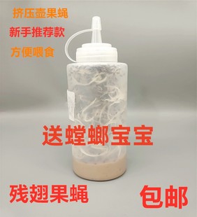 跳蛛饲料大小果蝇残翅无翅树蛙活体饲料 果蝇杯活体螳螂 包邮