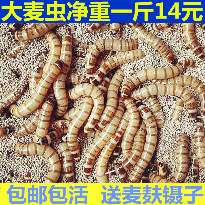 大麦虫活虫鲜活面包虫大号黄粉虫金龙鱼鱼食八哥画眉鸟食活体虫子