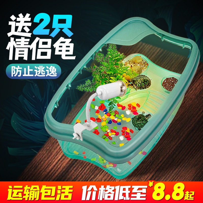 小乌龟活宠物观赏家养中华草龟珍珠巴西花龟小型好幼龟苗耐活体,宠物/宠物食品及用品,龟/鳖,淘宝优惠券,粉丝福利购,淘宝优惠卷