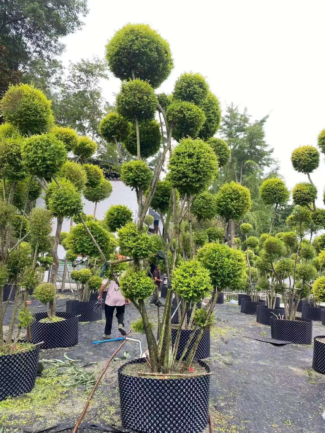 花境植物亮金女贞棒棒糖树球