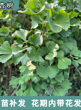 银杏树白果树活苗庭院别墅银杏小苗绿化工程苗木南北方室外行道树