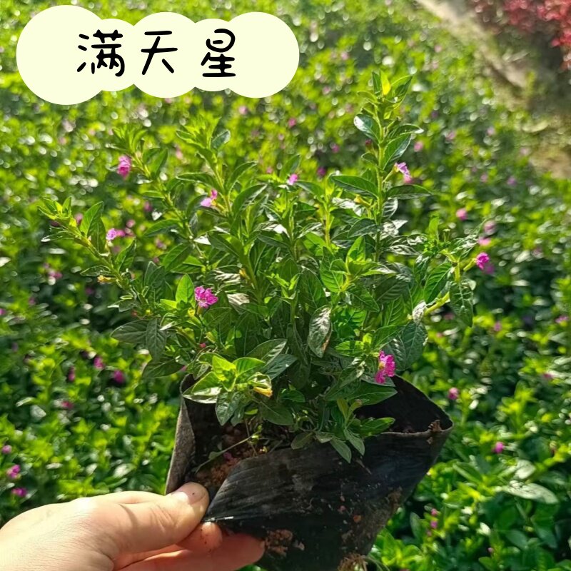 满天星花绿植四季播易爆盆图片