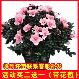 杜鹃花盆栽四季栽培植物干枝西洋杜鹃花苗老桩比利时杜鹃成都直发