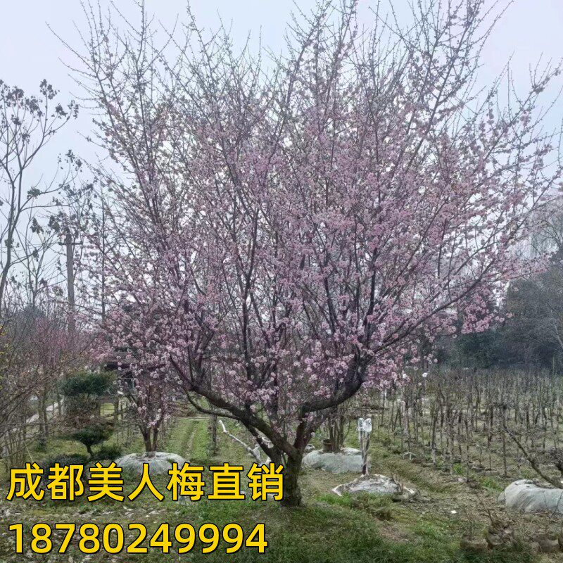 美人梅耐寒梅花树苗红梅腊梅绿梅树桩盆景榆叶梅苗庭院盆栽梅花苗