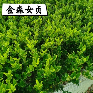 金森女贞苗风景小叶绿化行道苗木工程金叶植物盆景绿篱墙庭院造型