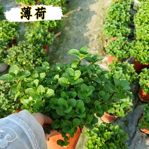 大盆薄荷盆栽可食用室内桌面绿植驱蚊草薄荷叶四季香草好养易繁殖