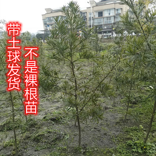 罗汉松树苗日本罗汉松庭院阳台室内盆栽观赏盆景原生树桩花园植物