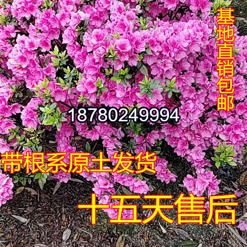 毛叶植物杜鹃花盆栽毛鹃苗四季常青春鹃小苗庭院花卉紫鹃耐寒耐旱