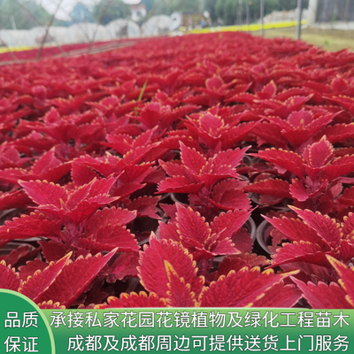 彩叶草盆栽耐寒大苗耐晒耐热