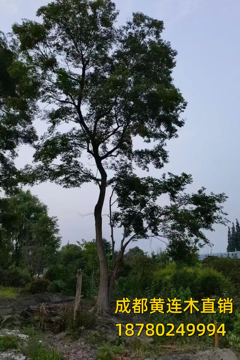 黄连木树苗行道树盆栽公园庭院园林大乔绿化风景树成都黄连木栽种