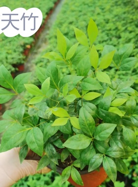 红叶火焰南天竹盆栽客厅室内绿植桌面盆景小矮桩特级树苗四季好养