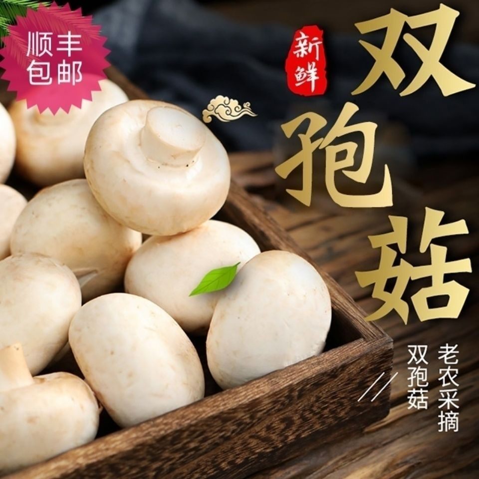 【口蘑新鲜双孢菇】现摘现发营养菌菇火锅食材新鲜时令蔬菜顺丰