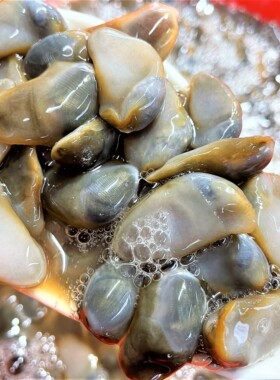 宁波特产大号龙山黄泥螺醉泥螺8A级270g开瓶即食下饭老宁波新口味