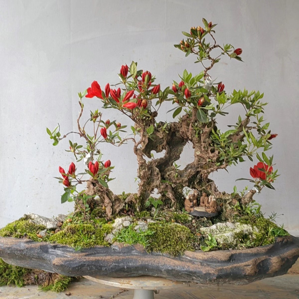 化映山鸡血红盆景生桩地景桩庭红院观花大红花碳镂老空1000桩四季