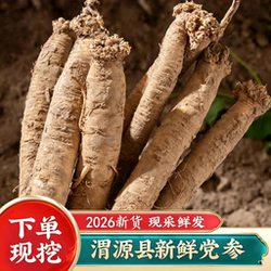 甘肃渭源白条党参鲜党参无硫农家自种正宗原产地现挖煲汤炖肉滋补